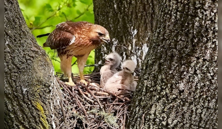 Irving's Baby Hawks Captivate Online Audiences on TxDOT Traffic Cam