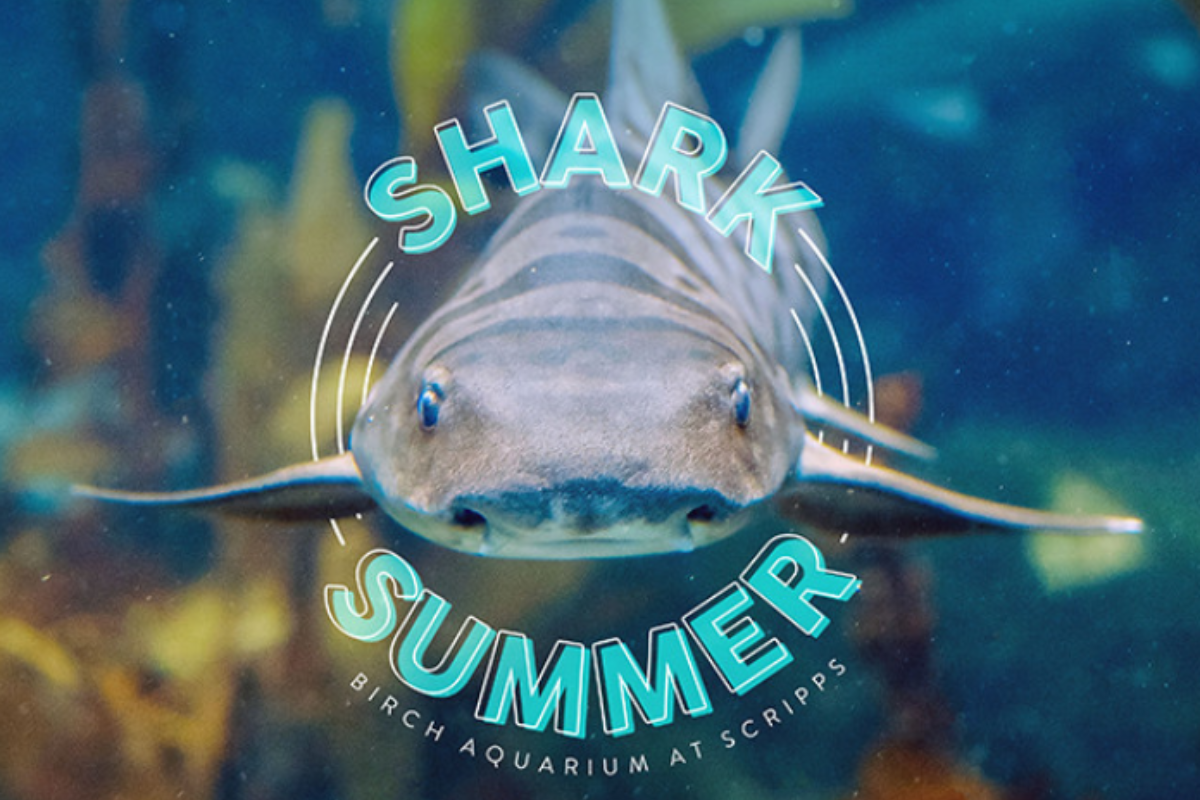 La Jolla's Birch Aquarium Kicks Off Shark Summer Extravaganza in July