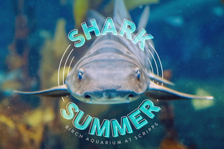 La Jolla's Birch Aquarium Kicks Off Shark Summer Extravaganza in July with Conservation Focus