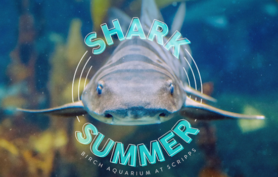 La Jolla's Birch Aquarium Kicks Off Shark Summer Extravaganza in July with Conservation Focus