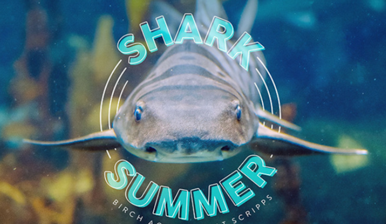 La Jolla's Birch Aquarium Kicks Off Shark Summer Extravaganza in July with Conservation Focus