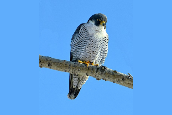 Lansing's Latest Aviators: Peregrine Falcon Chicks Banded for Migration Studies