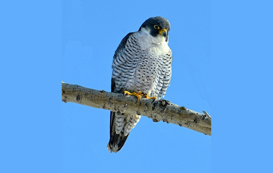 Lansing's Latest Aviators: Peregrine Falcon Chicks Banded for Migration Studies