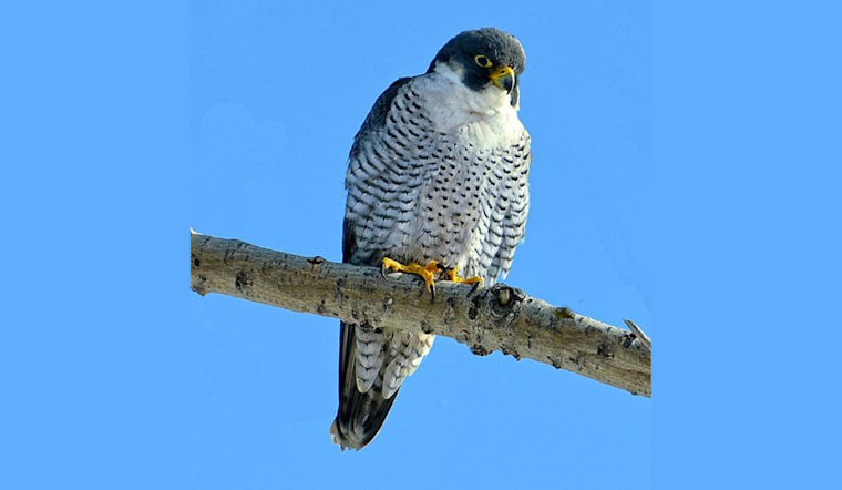 Lansing's Latest Aviators: Peregrine Falcon Chicks Banded for Migration Studies