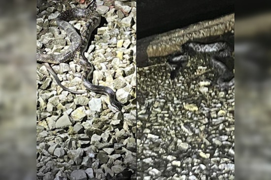 Large Snake Triggers Power Outage in Rockwood, Tennessee, Affecting Major Areas