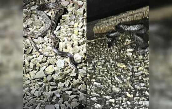 Large Snake Triggers Power Outage in Rockwood, Tennessee, Affecting Major Areas