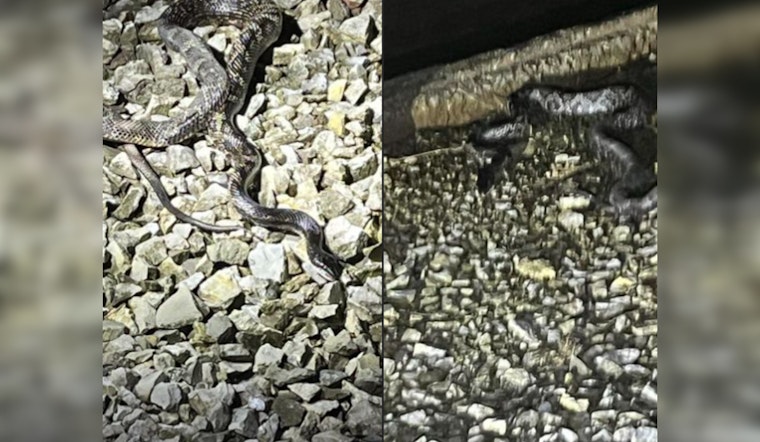 Large Snake Triggers Power Outage in Rockwood, Tennessee, Affecting Major Areas