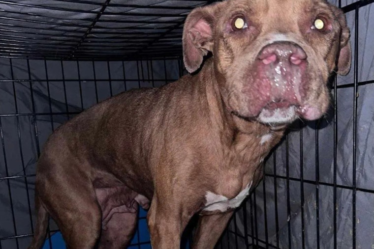 Lauderhill Rescue Dog with Gunshot Wound Makes Remarkable Recovery, Seeks Permanent Home