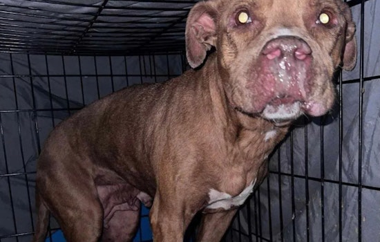 Lauderhill Rescue Dog with Gunshot Wound Makes Remarkable Recovery, Seeks Permanent Home