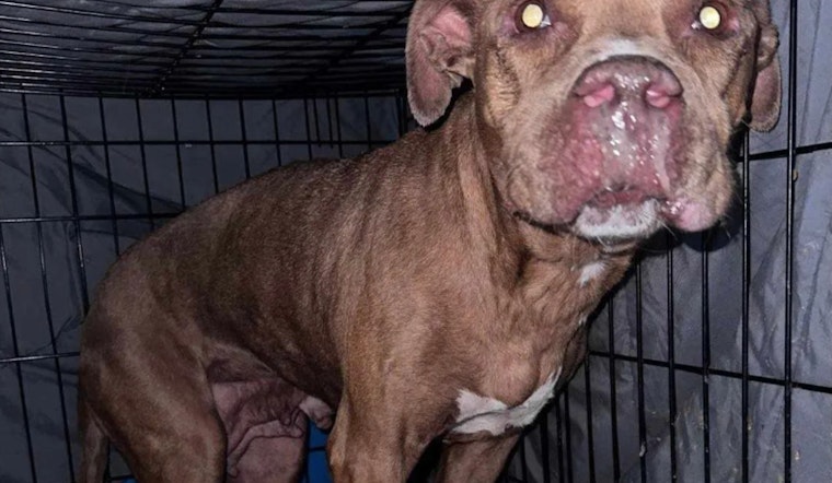 Lauderhill Rescue Dog with Gunshot Wound Makes Remarkable Recovery, Seeks Permanent Home