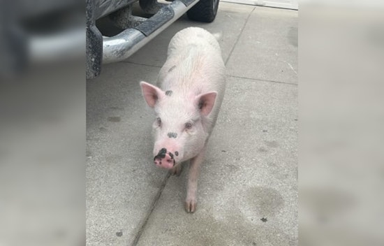 Leander Police Ensure Safe Return of Wandering Pig Named Pumpkin in Texas