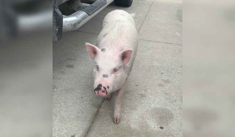 Leander Police Ensure Safe Return of Wandering Pig Named Pumpkin in Texas