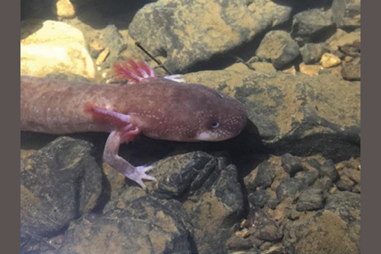 Legal Battle Ensues to Shield Rare Berry Cave Salamander in East Tennessee from Extinction