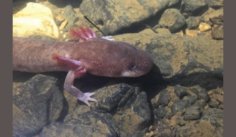 Legal Battle Ensues to Shield Rare Berry Cave Salamander in East Tennessee from Extinction