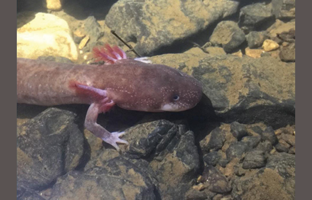 Legal Battle Ensues to Shield Rare Berry Cave Salamander in East Tennessee from Extinction