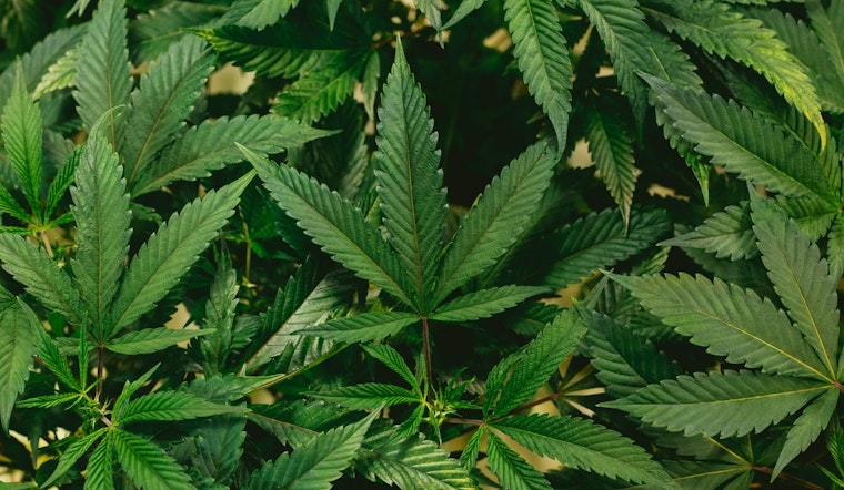 Lockhart Advocacy Groups Garner Ample Signatures for Potential Marijuana Decriminalization Ballot