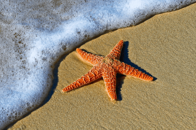 Los Angeles County Warns Against Swimming at Popular Beaches Due to High Bacteria Levels