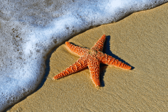 Los Angeles County Warns Against Swimming at Popular Beaches Due to High Bacteria Levels