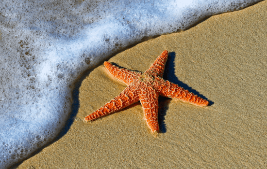 Los Angeles County Warns Against Swimming at Popular Beaches Due to High Bacteria Levels