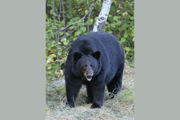 Ludington Bear in Michigan Safely Relocated After Local Stir, Schools on Lockdown