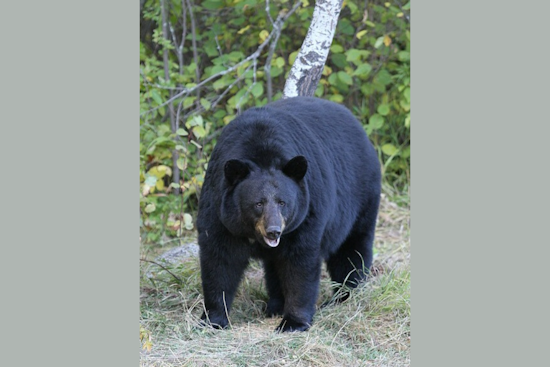 Ludington Bear in Michigan Safely Relocated After Local Stir, Schools on Lockdown