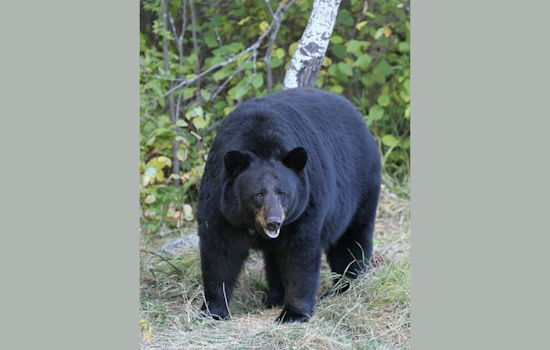 Ludington Bear in Michigan Safely Relocated After Local Stir, Schools on Lockdown