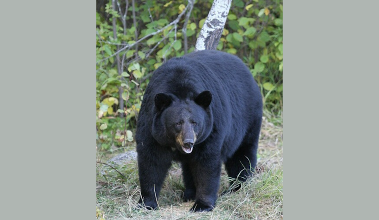 Ludington Bear in Michigan Safely Relocated After Local Stir, Schools on Lockdown