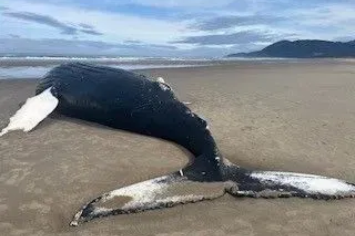 Mammoth Humpback Carcass Washes Ashore in Nehalem Bay State Park,