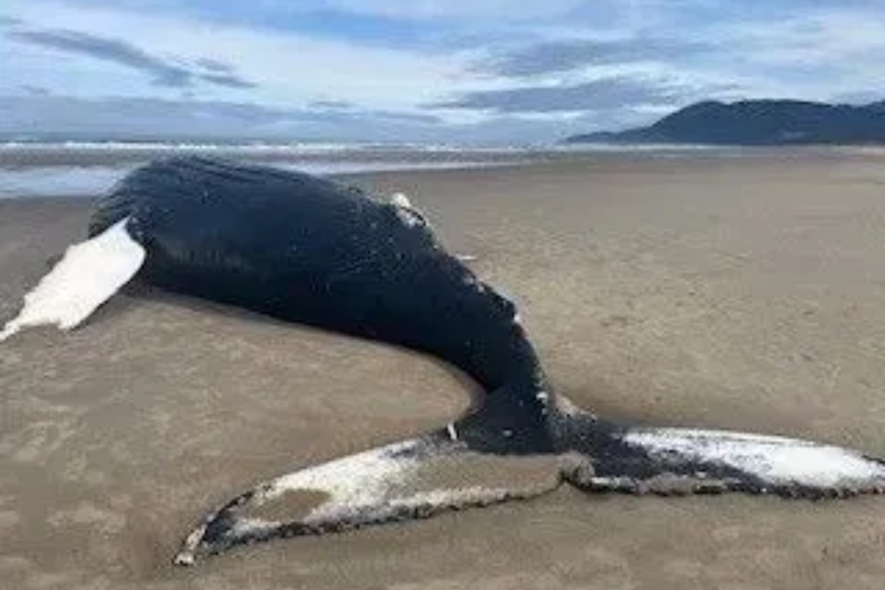 Mammoth Humpback Carcass Washes Ashore in Nehalem Bay State Park, Oregonians Urged to Keep Distance