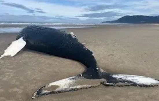 Mammoth Humpback Carcass Washes Ashore in Nehalem Bay State Park, Oregonians Urged to Keep Distance
