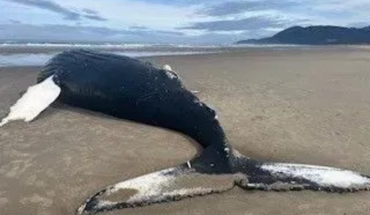Mammoth Humpback Carcass Washes Ashore in Nehalem Bay State Park, Oregonians Urged to Keep Distance