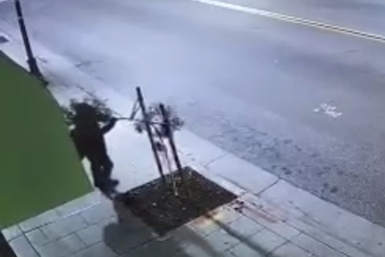 Man Charged in Vicious Vandalism of Community-Planted Trees in San José