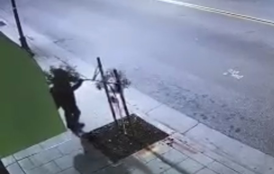 Man Charged in Vicious Vandalism of Community-Planted Trees in San José