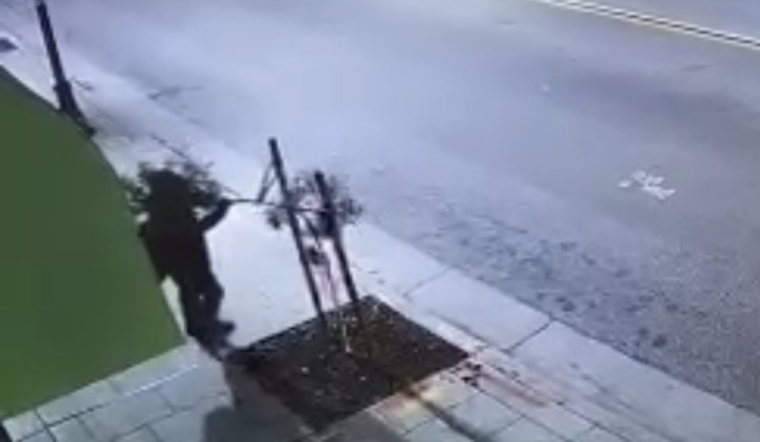 Man Charged in Vicious Vandalism of Community-Planted Trees in San José