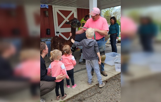 Mankato's Sibley Park Alpacas Sport Fresh Cuts for Summer in Eco-Friendly Shearing Tradition
