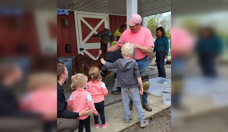 Mankato's Sibley Park Alpacas Sport Fresh Cuts for Summer in Eco-Friendly Shearing Tradition