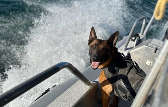 Maricopa County Sheriff's Office Mourns Loss of K-9 Kimbo to Medical Condition 'Bloat'