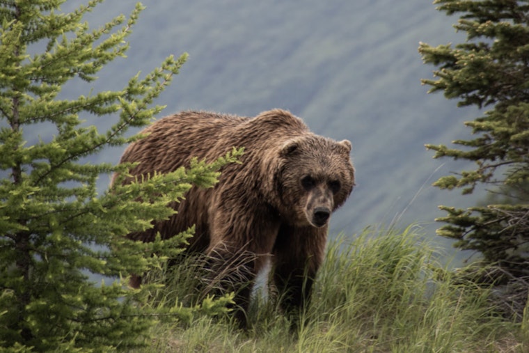 Massachusetts Man In Stable Condition After Bear Attack in Wyoming's Grand Teton National Park