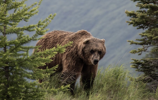 Massachusetts Man In Stable Condition After Bear Attack in Wyoming's Grand Teton National Park