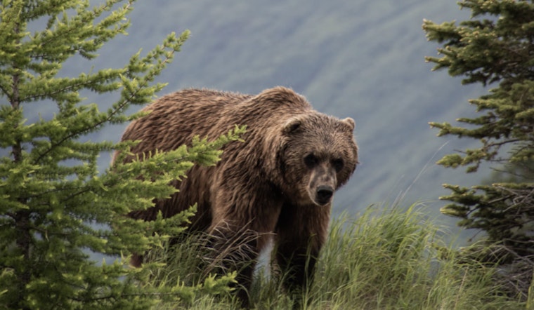 Massachusetts Man In Stable Condition After Bear Attack in Wyoming's Grand Teton National Park
