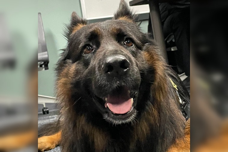 Meet Burton, the New Comfort Canine Sworn in at Multnomah County Sheriff's Office to Aid in Community Outreach