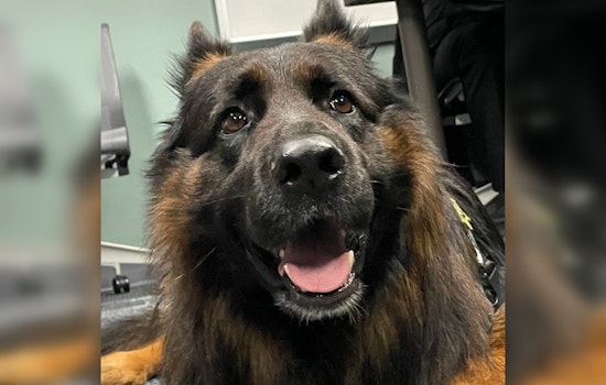 Meet Burton, the New Comfort Canine Sworn in at Multnomah County Sheriff's Office to Aid in Community Outreach