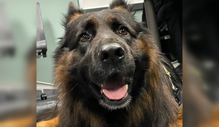 Meet Burton, the New Comfort Canine Sworn in at Multnomah County Sheriff's Office to Aid in Community Outreach