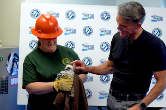 Meet "Gabe": Macomb County Celebrates Peregrine Falcon Chick with Tradition of Naming and Banding