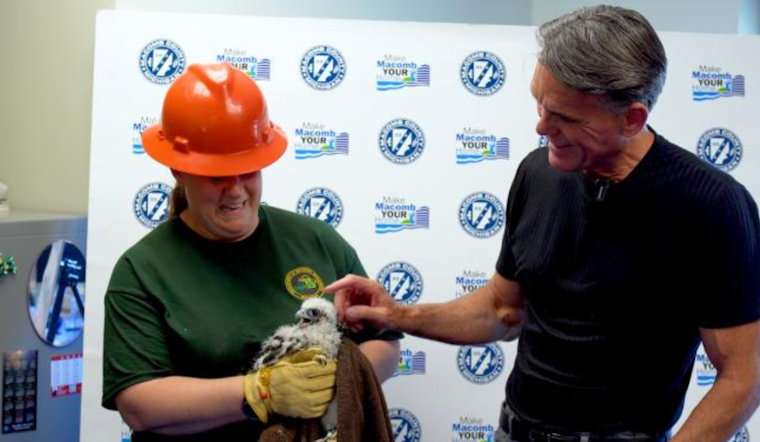 Meet "Gabe": Macomb County Celebrates Peregrine Falcon Chick with Tradition of Naming and Banding