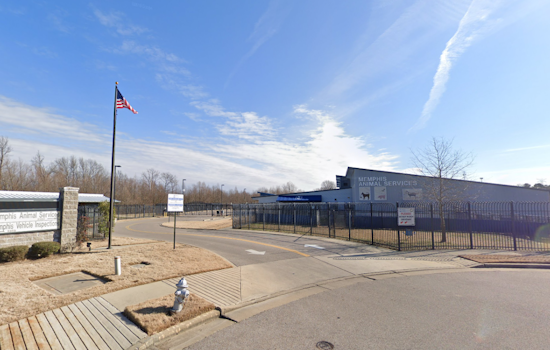Memphis Animal Services Reopens Following Canine Virus Outbreak, Waives Adoption Fees to Encourage Pet Adoption