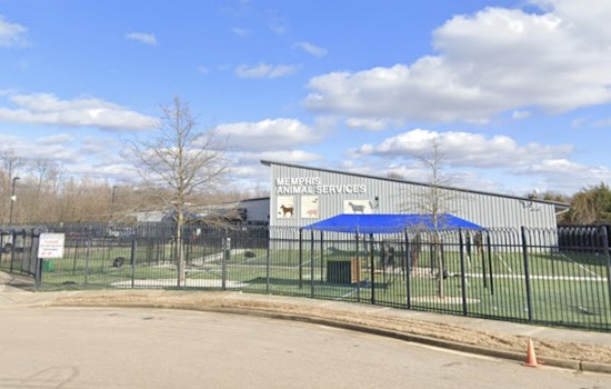 Memphis Animal Services Temporarily Closes to Combat Canine Virus Outbreak