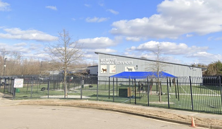 Memphis Animal Services Temporarily Closes to Combat Canine Virus Outbreak