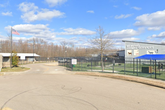 Memphis Animal Services to Close Temporarily for HVAC Maintenance, Affecting Adoptions and Services