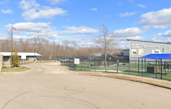 Memphis Animal Services to Close Temporarily for HVAC Maintenance, Affecting Adoptions and Services